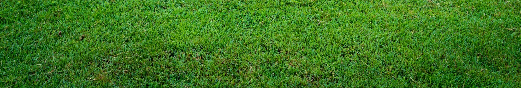 Grass Background